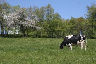cow in pasture