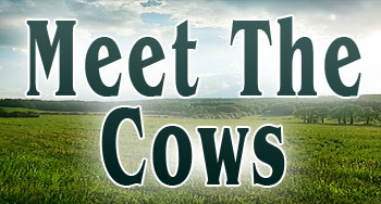 Meet The Cows