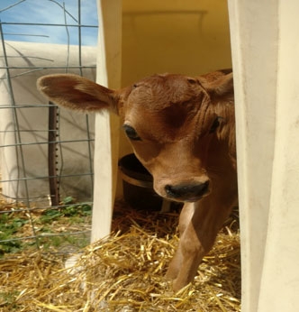 calf