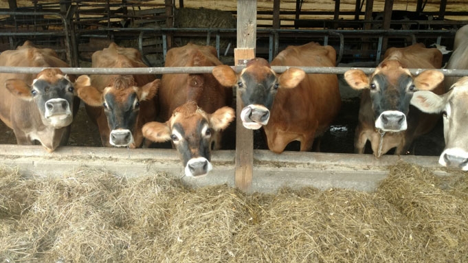 Cows